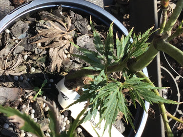 Acer palmatum 'Asayake' Lace Leaf Japanese Maple - Maple Ridge Nursery